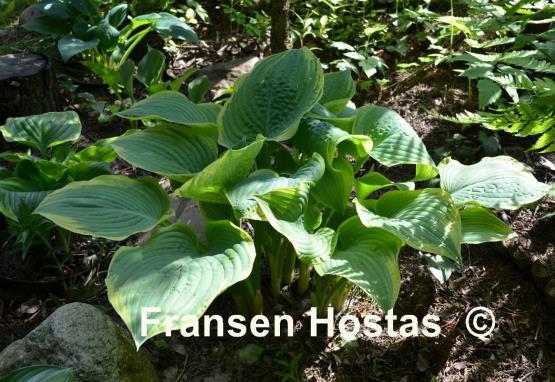 Hosta Lakeside Rhapsody